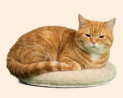 Ginger tabby