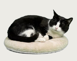 Tuxedo cat